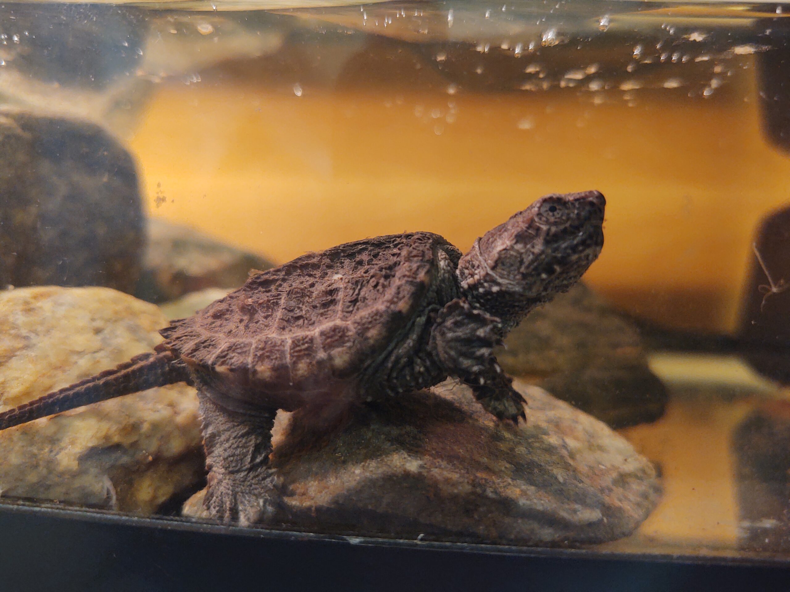 A Snapping Turtle Story: Good luck, Muddy! - Maine Audubon