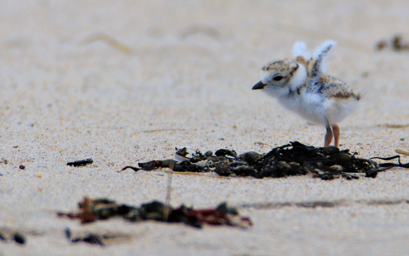 Piping Plover Chick on Beach