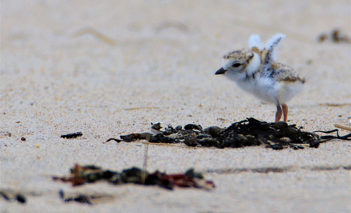 Piping Plover Chick on Beach