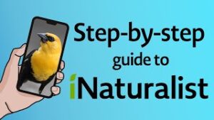 How to use iNaturalist