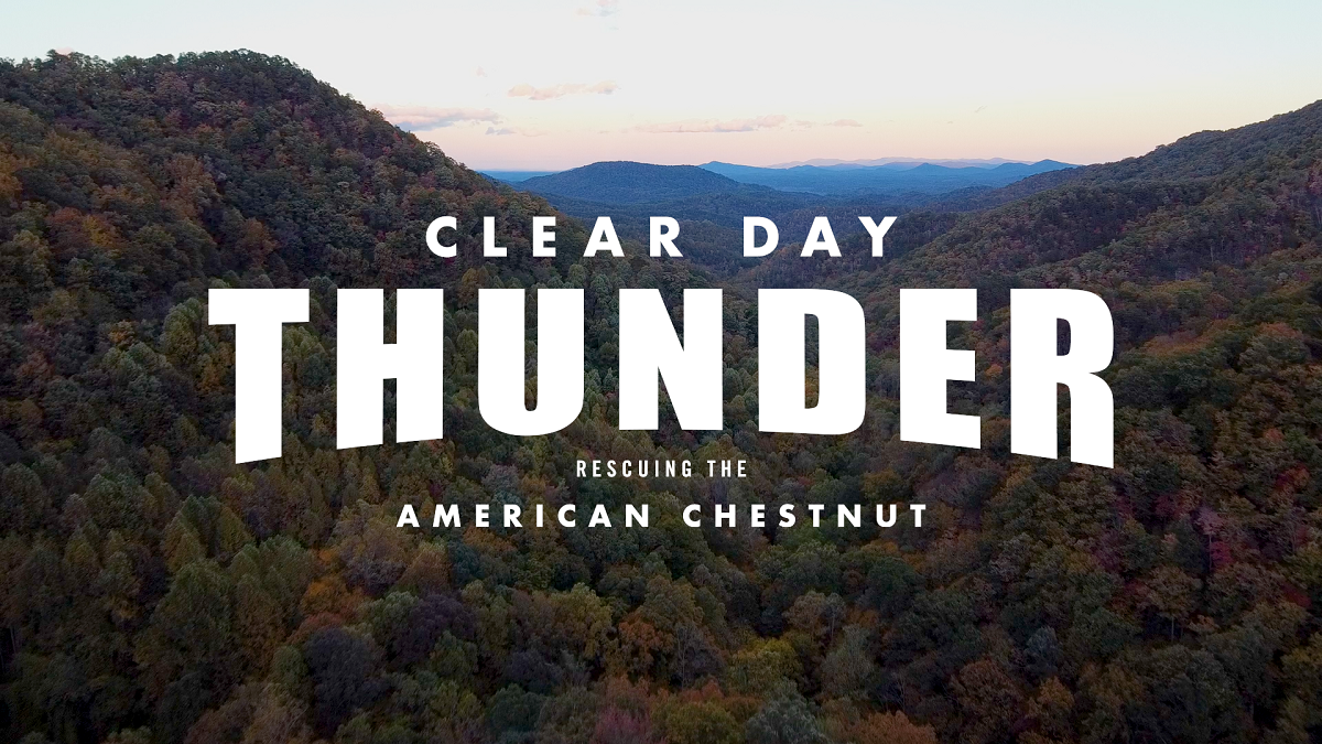 Clear Day Thunder