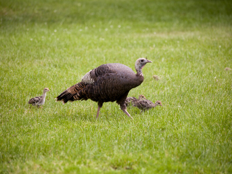 Turkey and poults at Gilsland Farm