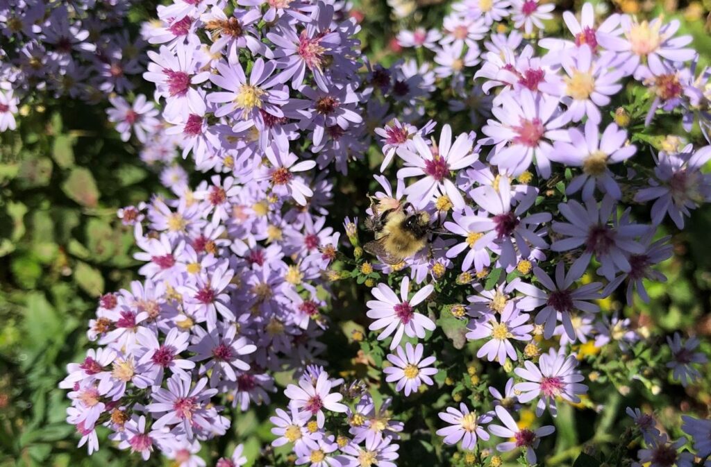 Bee on asters at Gilsland Farm