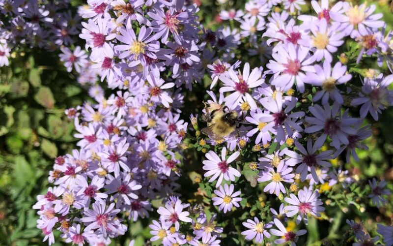 Bee on asters at Gilsland Farm
