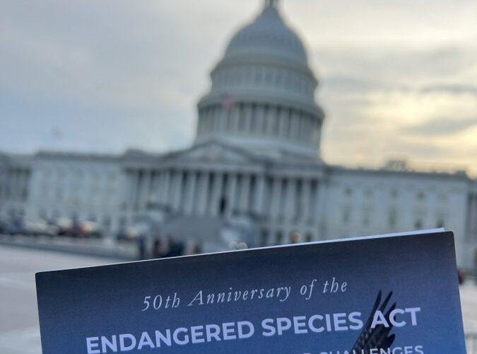 Endangered Species Act turns 50