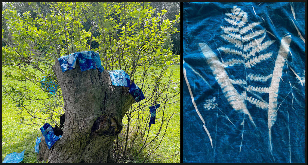 cyanotypes drying and close up