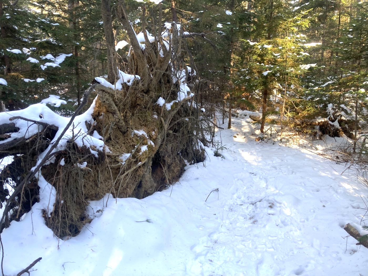 Trails in winter: exposed root ball