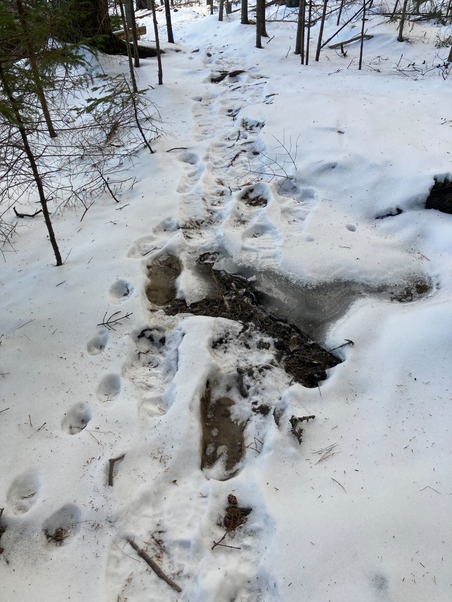 Trails in winter: moving water