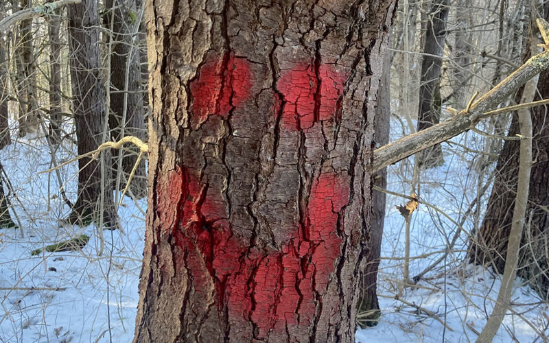 Tagged tree