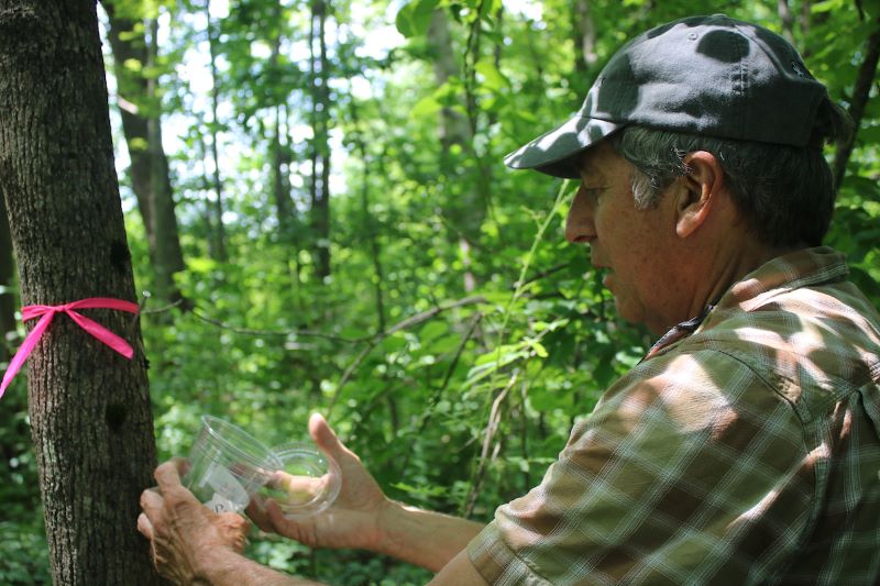 Maine Audubon Urban Forestry Education Specialist and arborist Jeff Tarling works to introduce biological controls designed to control Emerald Ash Borer on ash trees at Gilsland Farm.