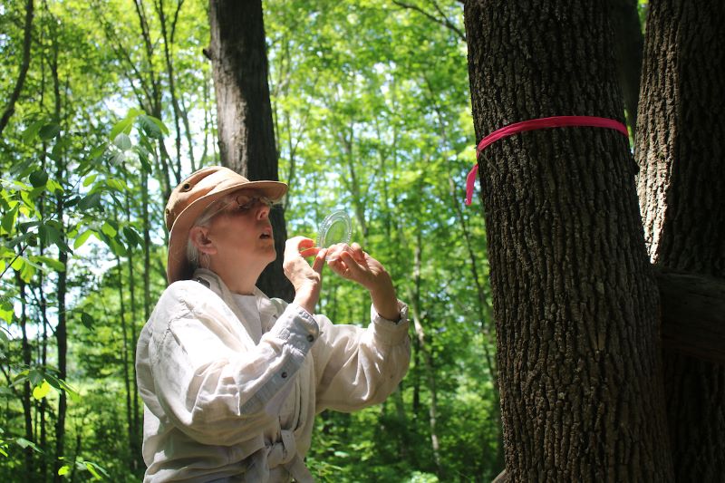 Colleen Teerling, Entomologist, Maine Forest Service
