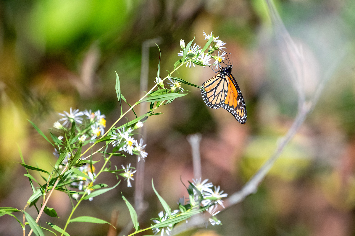 Monarch butterfly on aster at Gilsland Farm