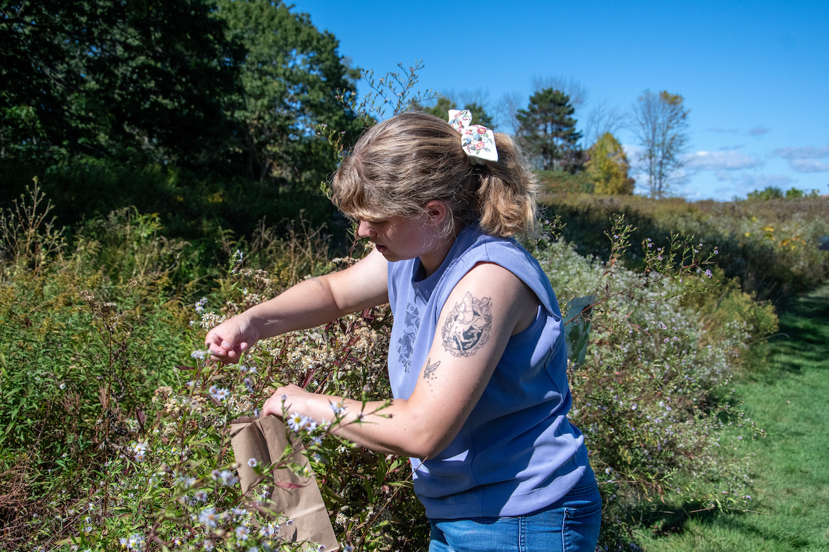 Fall seed collection with Maine Audubon staff in the Pond Meadow at Gilsland Farm Audubon Center in Falmouth, ME.
