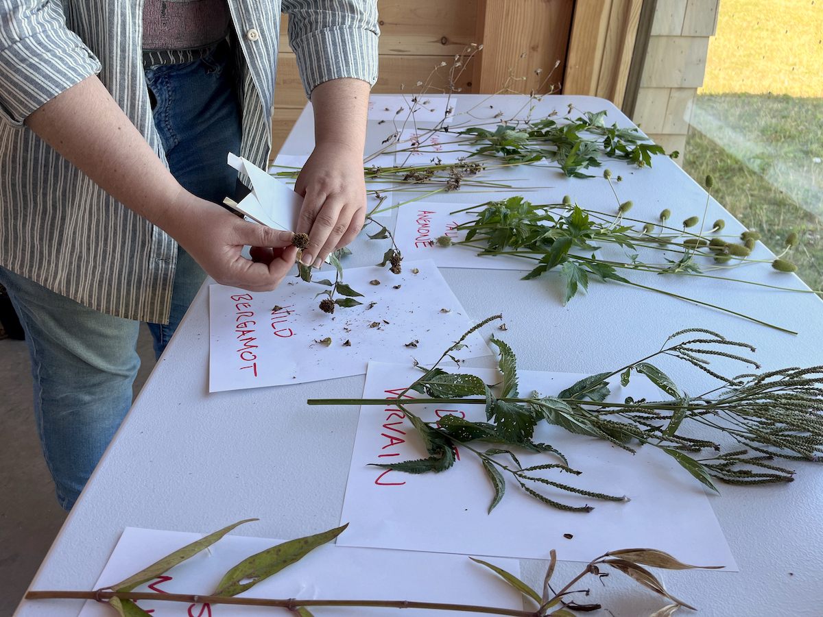Seed Collection