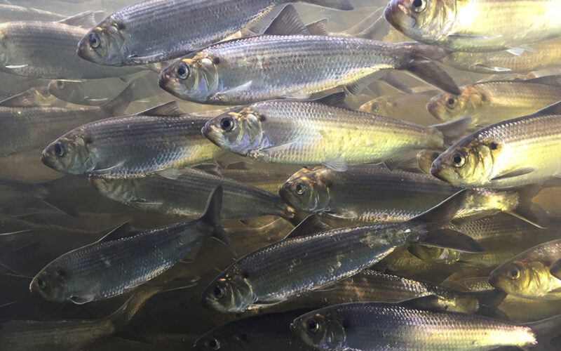 Alewives, small silver fish