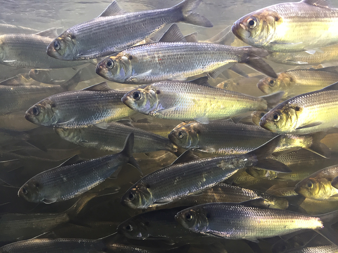 Alewives, small silver fish