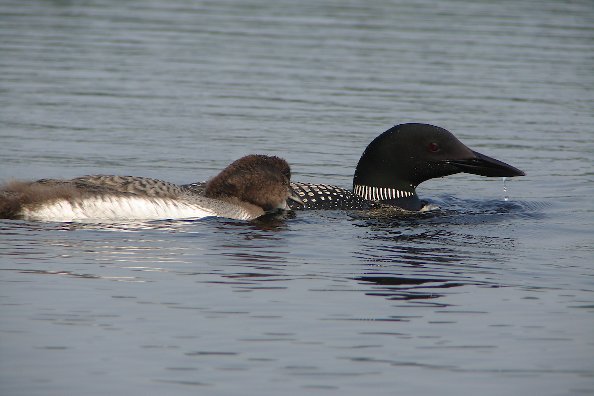 Common Loons, adult and juvenile