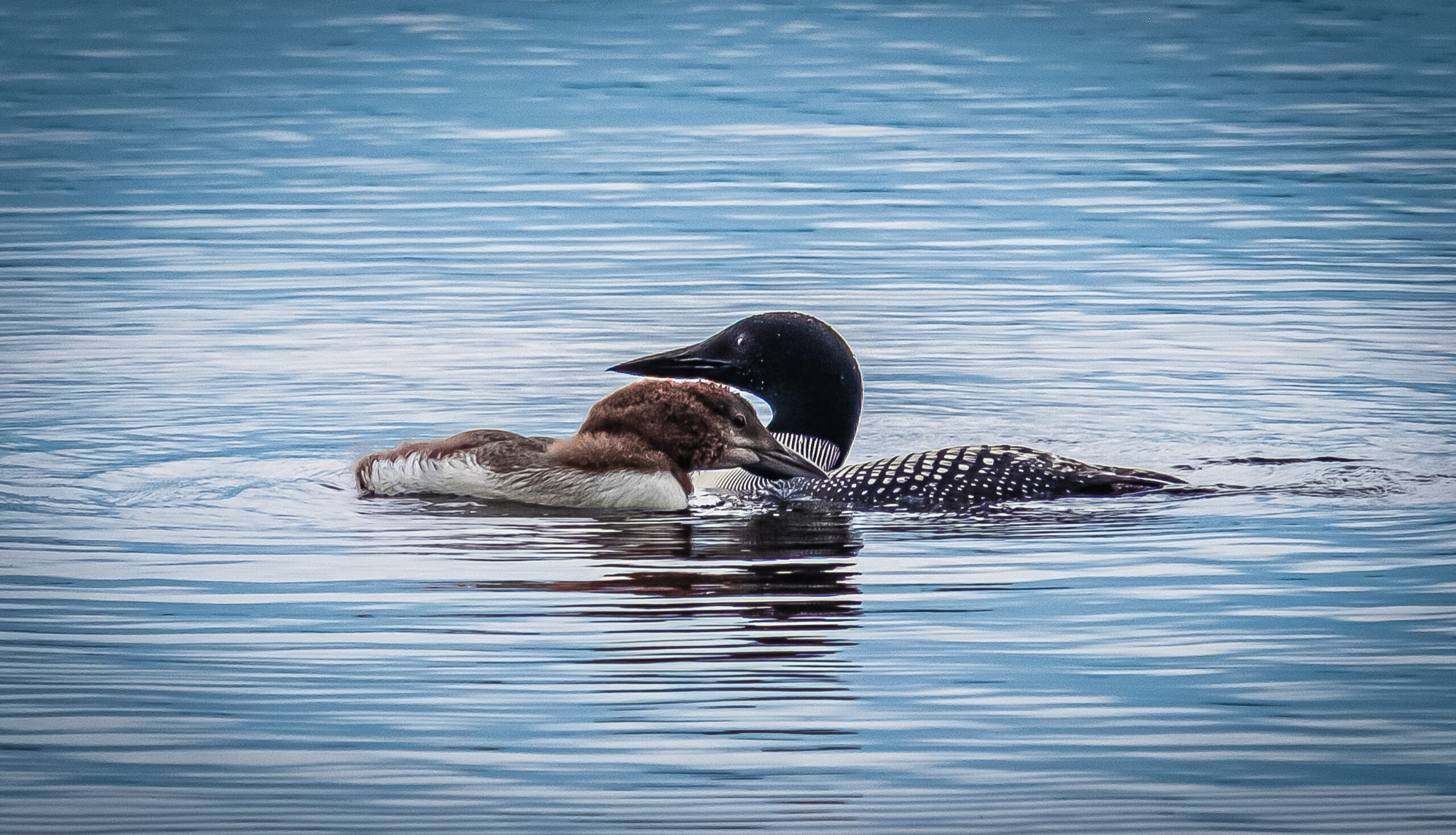 Loon photo by Elizabeth Payne Loon Counter