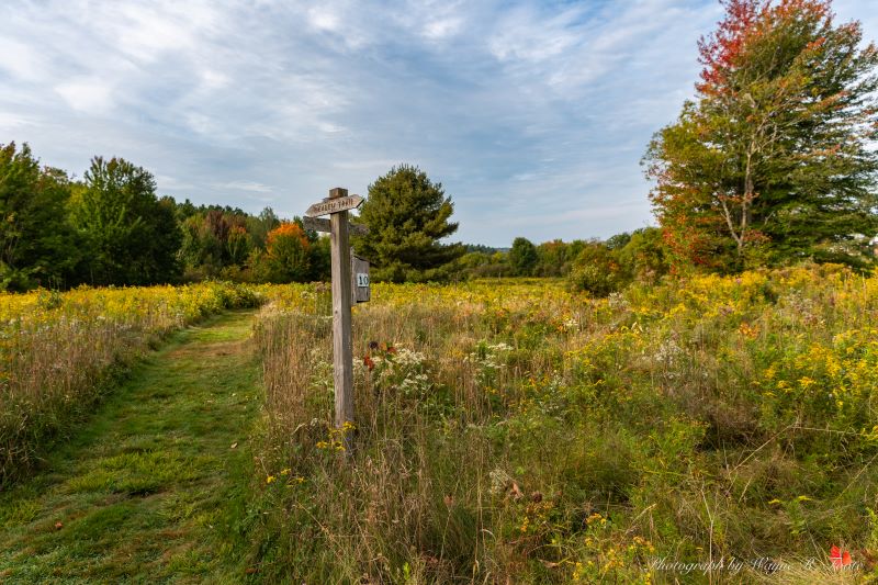 Fields Pond Meadow - photo by Wayne Foote