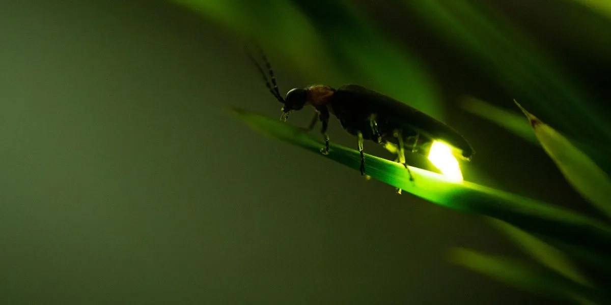 Firefly at dusk with lit posterior