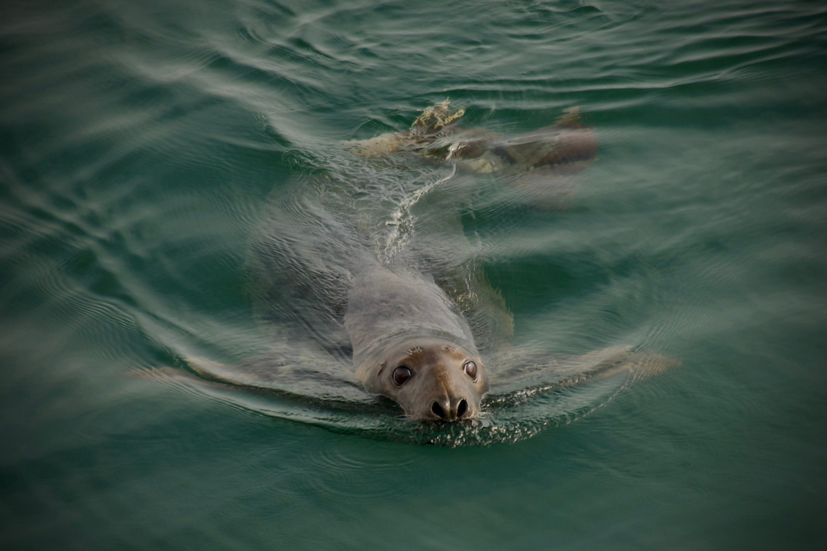 Gray Seal_Portland_March 4 2025_SHB
