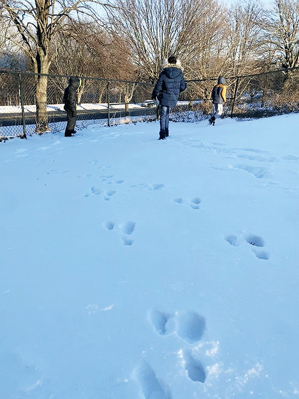 Tracks in winter