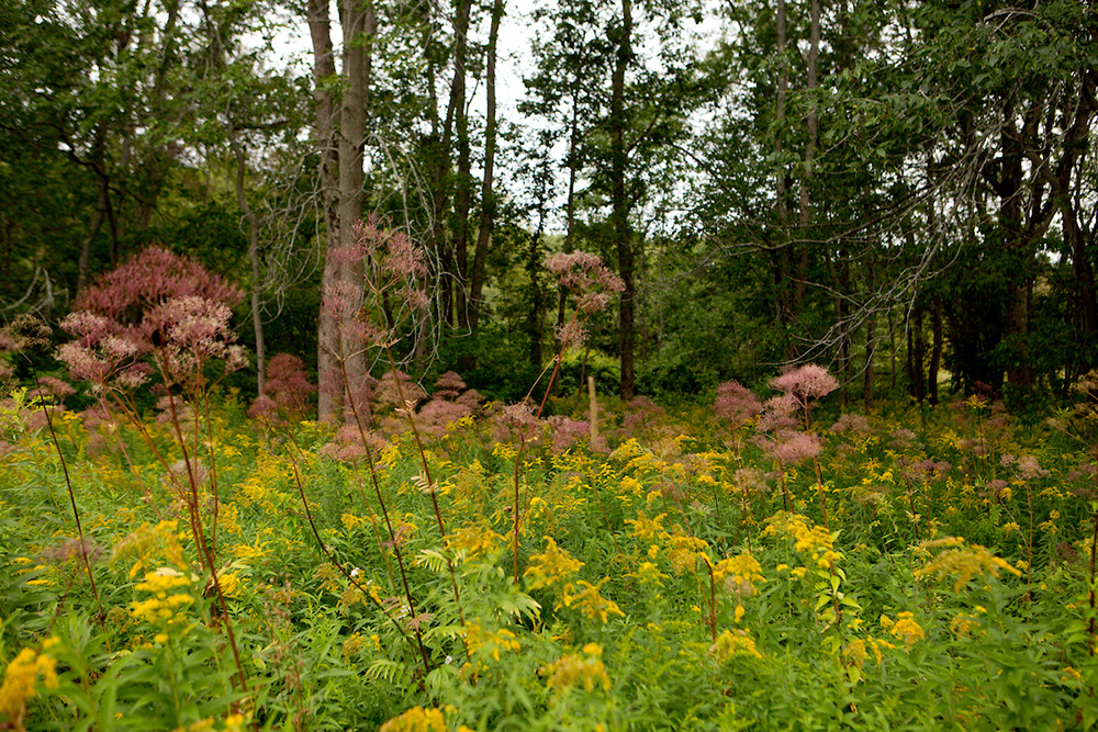 Meadow in the fall