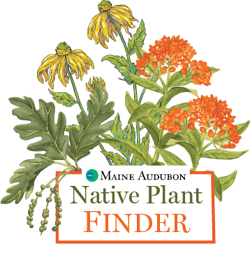 Maine Native Plant Finder