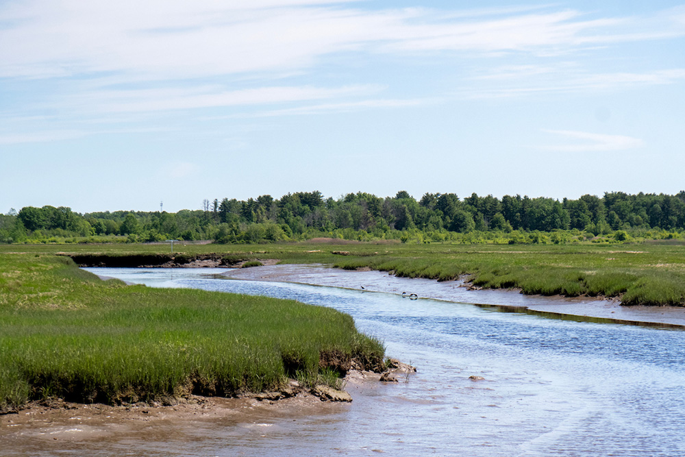 Scarborough Marsh
