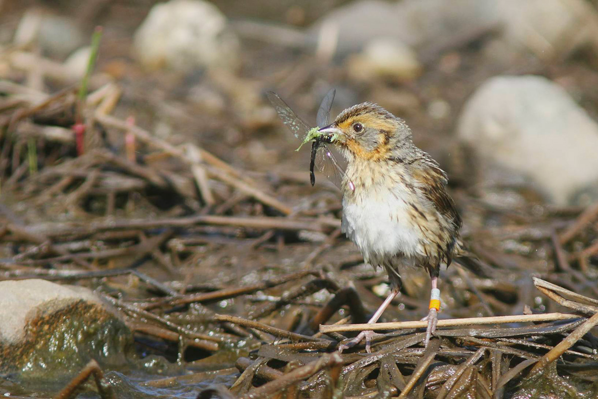 Saltmarsh Sparrow - Hitchcox