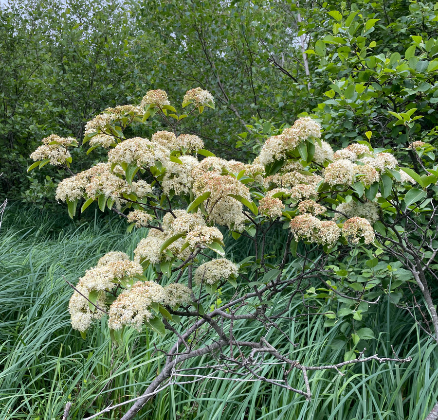 Swida racemosa, Dogwood