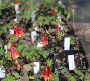 Maine Native Plants
