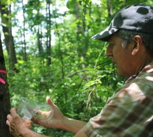 Maine Audubon Urban Forestry Education Specialist and arborist Jeff Tarling works to introduce biological controls designed to control Emerald Ash Borer on ash trees at Gilsland Farm.