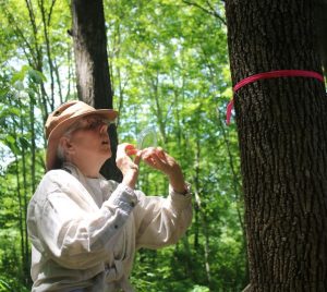 Colleen Teerling, Entomologist, Maine Forest Service