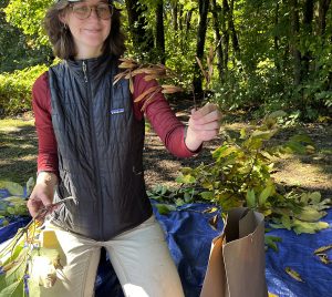 Ash Seed Collection