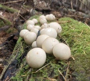 Mushrooms at Hamilton Audubon Sanctuary