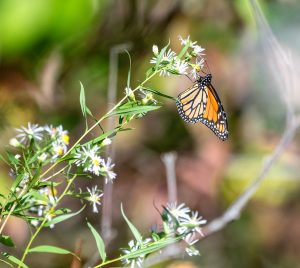 Monarch butterfly on aster at Gilsland Farm
