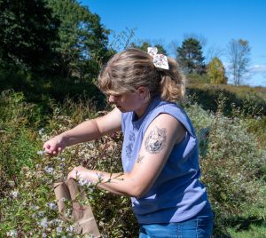 Fall seed collection with Maine Audubon staff in the Pond Meadow at Gilsland Farm Audubon Center in Falmouth, ME.