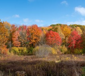 Fall Foliage at Gilsland Farm