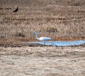 Great Egret, Scarborough Marsh