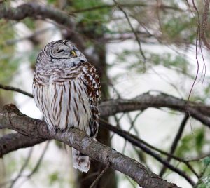 Barred Owl in a tree