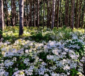 Baxter Woods