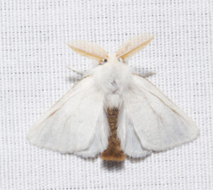 Browntail Moth