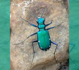 Tiger Beetle, Cicindela_sexguttata_Fabricius_1
