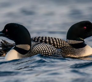 Loon Pair at Fields Pond photo by Wayne Foote