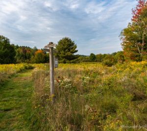 Fields Pond Meadow - photo by Wayne Foote