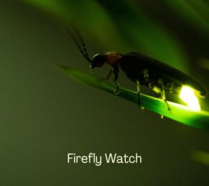 Firefly Watch