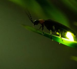 Firefly at dusk with lit posterior