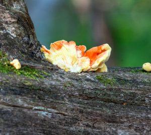 Chicken of the Woods mushroom at Gilsland Farm