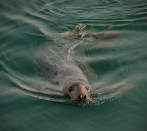 Gray Seal